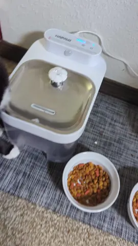 #cats #catsoftiktok #catlover #cattok 