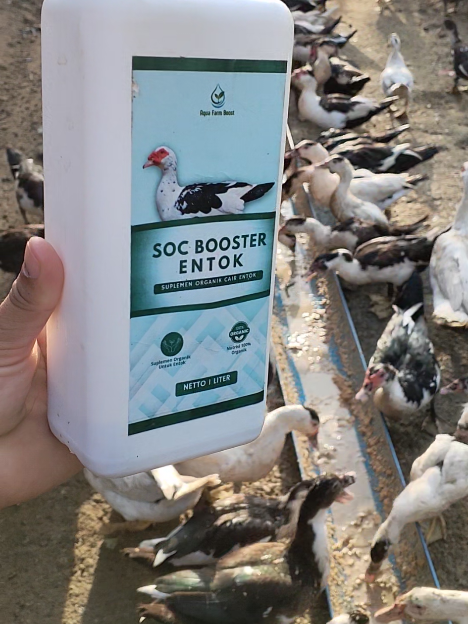 Agar entokan kita makanya lahap dan pertumbuhan nya cepat kalian cukup tambah kan 3-5 tutup SOC BOOSTER ENTOK.@aquafarmstore #beranda #socbosterentok #peternakmuda #fyp 