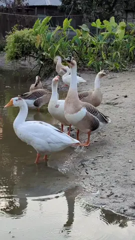 Many goose are calling together by the pond.🪿 #goose #gooselovers #calling #Together #pond 