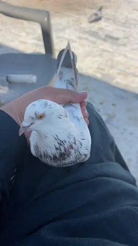 @Master_Pigeon_J. 