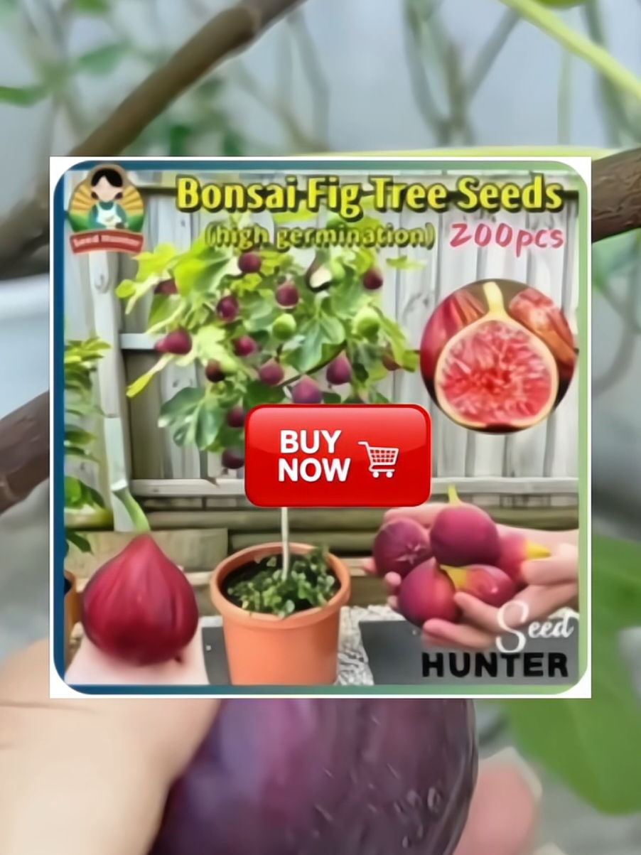 Fresh Dwarf Fig Seeds  #figtreeseeds  #bijibenihbuahtin  #benihbuahtin 
