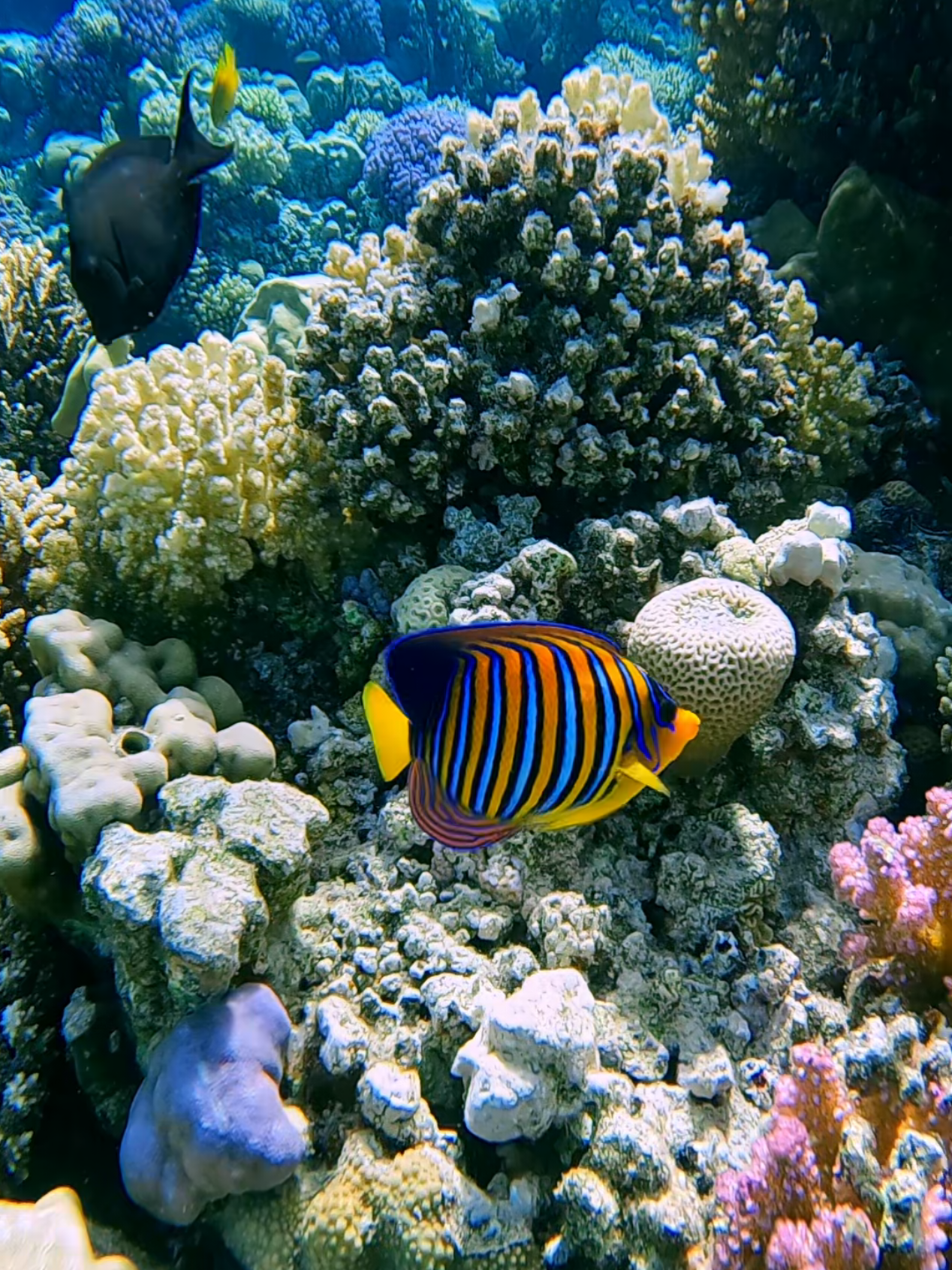 You’ve entered a real-life aquarium. 🐠✨ The colors of the ocean never cease to amaze me. #underwater #oceanlover #coralreef #nature #peaceful 