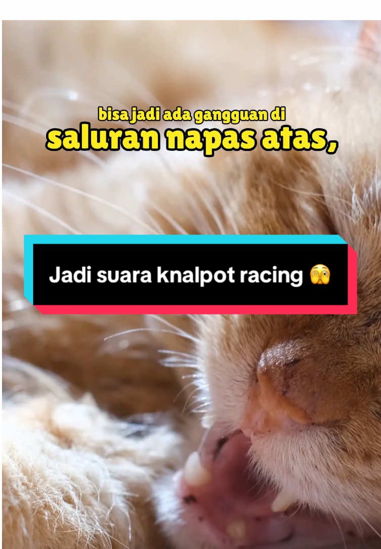 Sekian jawaban Meomin. 🙏 Kalo mau tanya lagi boleh yaa. 👇 #kucing #kucinglucu #dokterhewan #fyp 