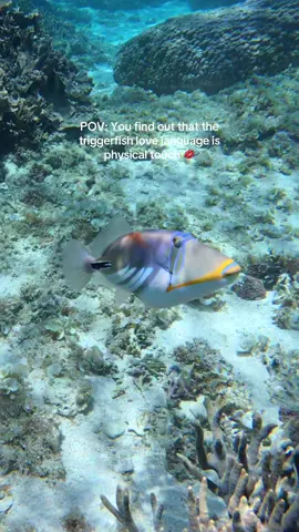 Everyone thinks divers worry about sharks… but the truth? It’s the triggerfish 😅 Story time: I was snorkeling in Okinawa at a beautiful dive site, about 5 minutes in, filming a cute porcupine fish. Suddenly, I felt a nibble on my left leg. At first I thought I’d bumped into something until I realized there were multiple triggerfish around me. I quickly swam away, but one followed me and attacked my camera. Definitely the most unique souvenir I brought back from Okinawa, Japan🙂. Can’t believe I captured it on camera! 🐟 Triggerfish are super territorial during nesting season and will charge at anyone who gets too close. Most are chill… until you meet an angry one. With more than 40 species, they can be found in tropical and subtropical oceans all over the world. ✨ Share this with your dive buddies so they don’t get caught off guard Follow for more ocean adventures! . . . . . #triggerfishattack #funny #relateable #oceanadventure #triggerfish 