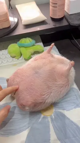 Hedgehog massage #hedgehog 