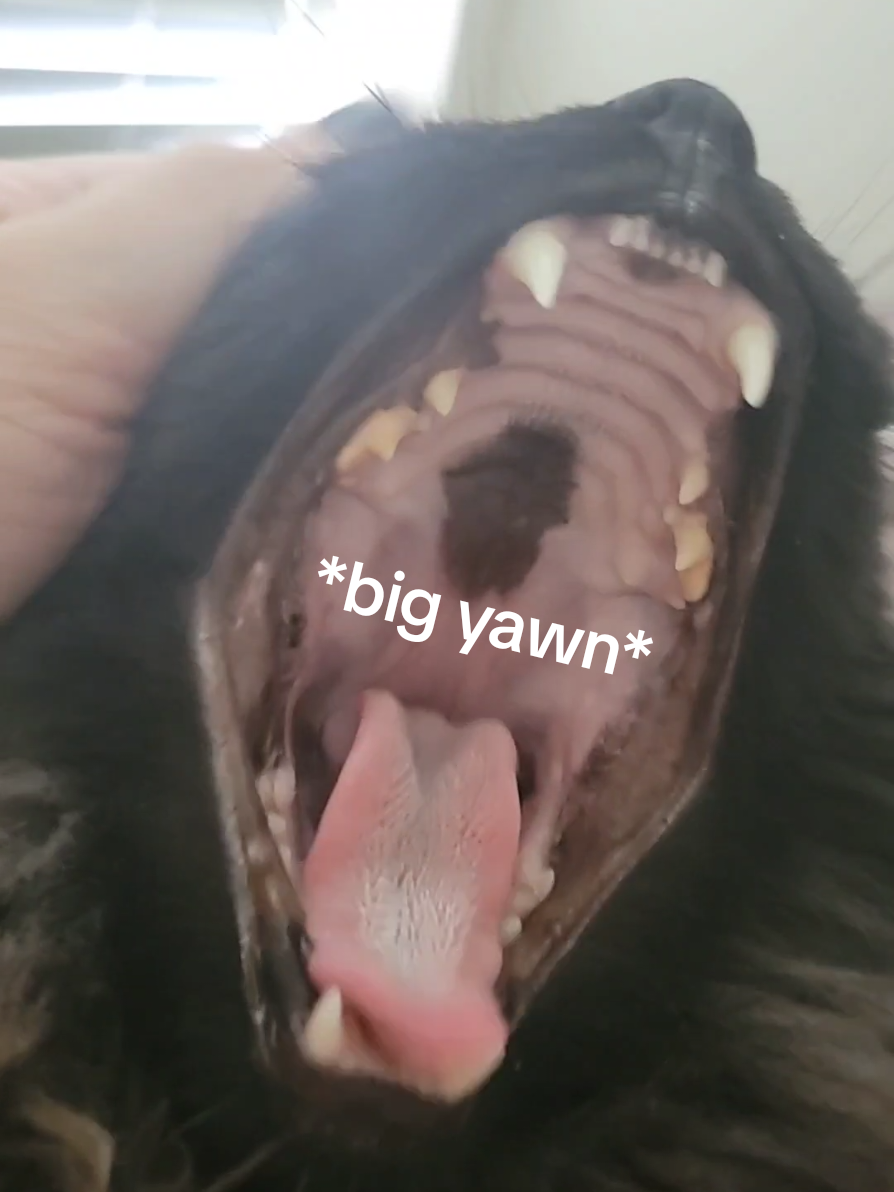 He wanted to show off all his teeth at once.  . . #catyawn #blackcat #sillycat #catlover 