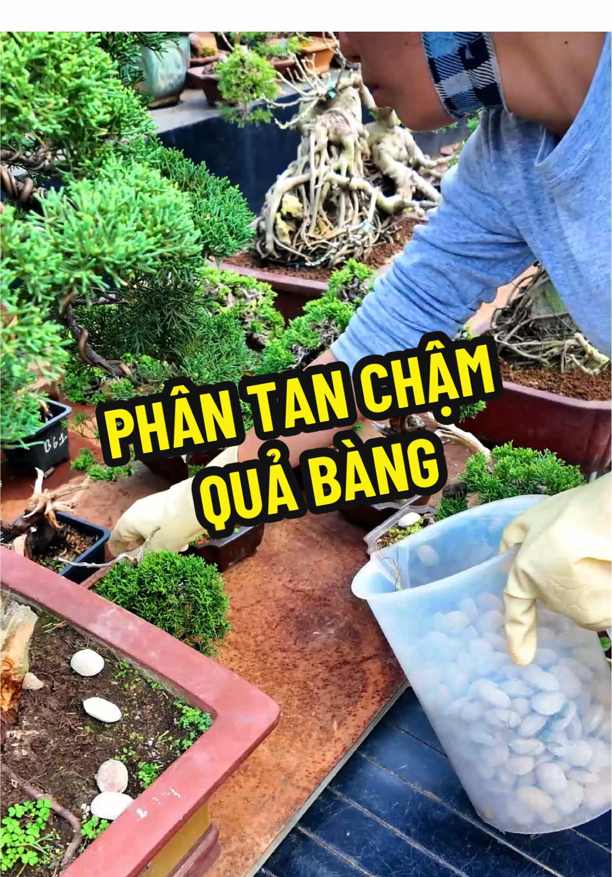 Bón phân tan chậm quả Bàng cho cây cảnh, bonsai #phantancham #phanquabang #lamvuon #vattucaycanh 