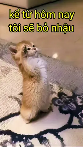 tuyên bố bỏ nhậu 🙂 #haihuoc #longtienghaihuoc #hàihước #funnycat #bonhau 