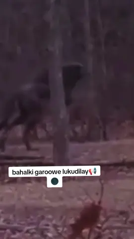magalada 📢garoowe 🌑🦁