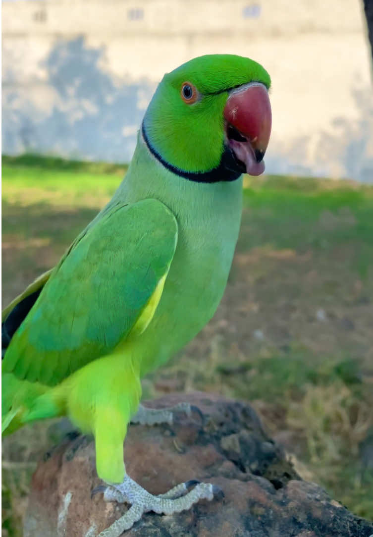 Ringneck parrot talking 🥰#talkingparrot #ringneck #parrot #fyp #parrotlover 