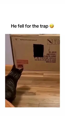 He fell for it 😂 #trap #cat #box #funny 