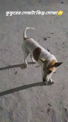 কে বলেছে কুকুরের লেজ সোজা হয় না #tiktokviral #foryou #tiktok #trending 