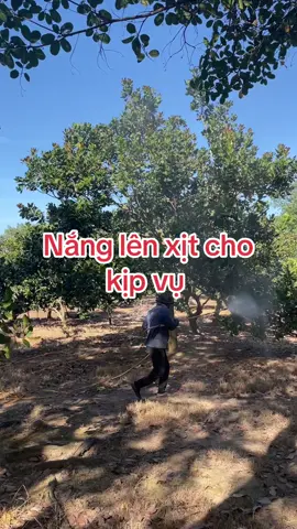 Xịt thuốc dưỡng thôi ##minhbp_102 #dieughephoangtanbp #dieubinhphuoc #caydieu #dacsanbinhphuoc 