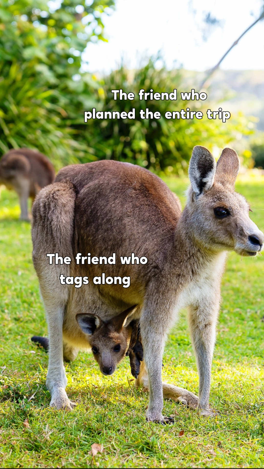 Are you the planner of the group or the one just tagging along?🦘    #TravelBuddies #TripPlanner #PouchPassenger #Wotif   Video description: A video of a kangaroo with a joey in it's pouch