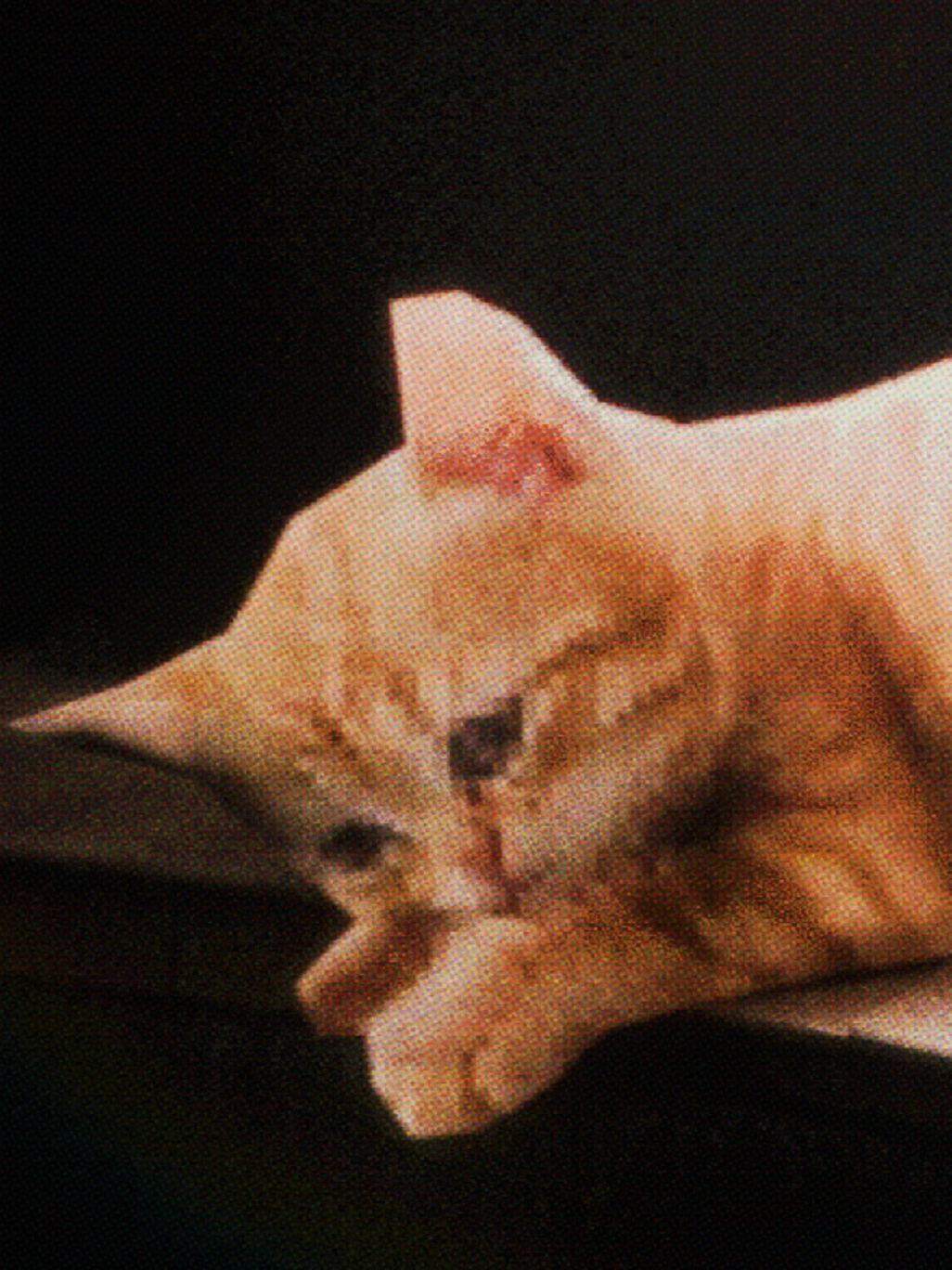 Котик #blender3d #3danimation #videoart 