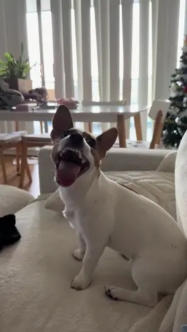 #jackrussell #laughing #cute #dog