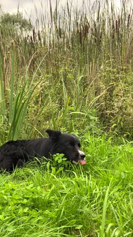 Why do dogs eat grass on walks?  It is assumed that this is the result of deficiencies in the dog's body, and in fact it happens that some dogs start eating grass more often due to mineral deficiencies, although it is not frequent.  Eating grass may also be caused by digestive system problems. If a dog feels discomfort in his digestive system, tends to take food to relieve himself.  The most common reasons dogs eat grass on walks are frustration and stress. When dogs feel stressed, they seek relief and a dopamine release. This means they seek self-rewarding behaviors that will trigger this release. Every dog has different needs and may seek different behaviors. Obviously we cant let dogs eat too much grass and we must monitor them! 