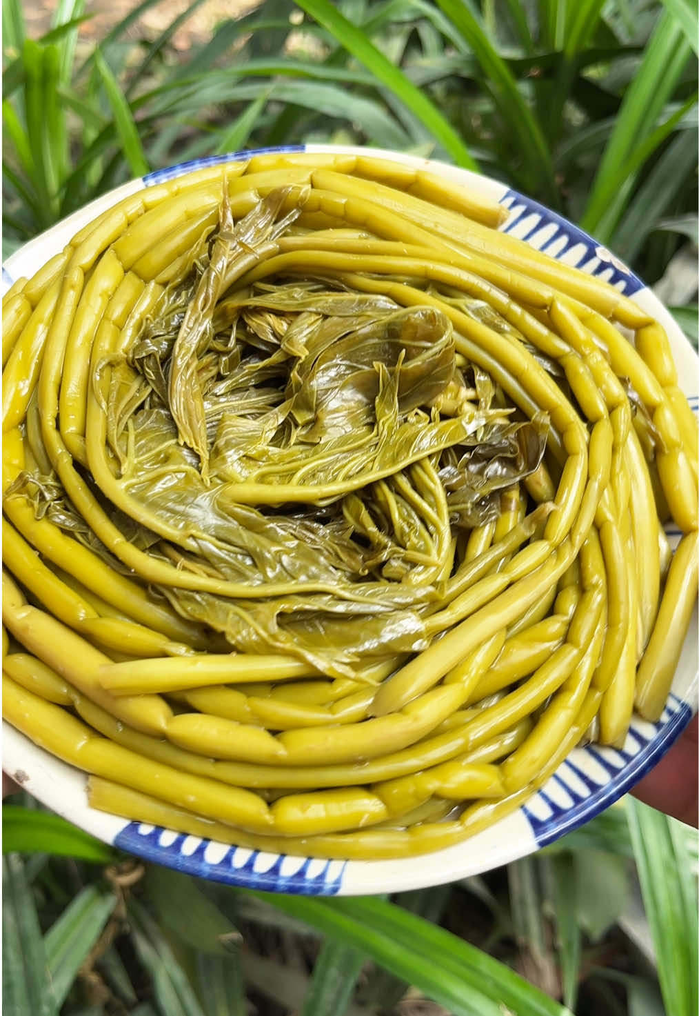 Rau móp muối chua, rau móp chua, rau móp gai chua, rau móp gai muối chua #raumop #raumopmuoichua #raumopcuchi #raumopchua #raumopgai 