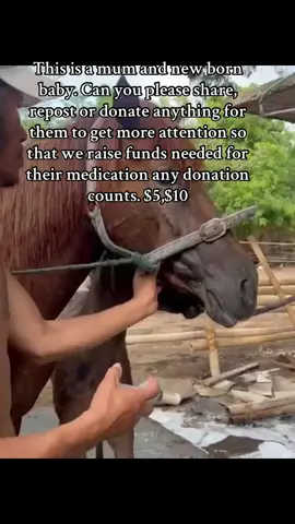 Hospitalized mum, Brikan and her baby getting their daily treatments. #horsesofgili #lombokhorse ##rescue #horse #rescuepony              Yayasan RUMAH KUDA GILI - Indonesian not for profit foundation