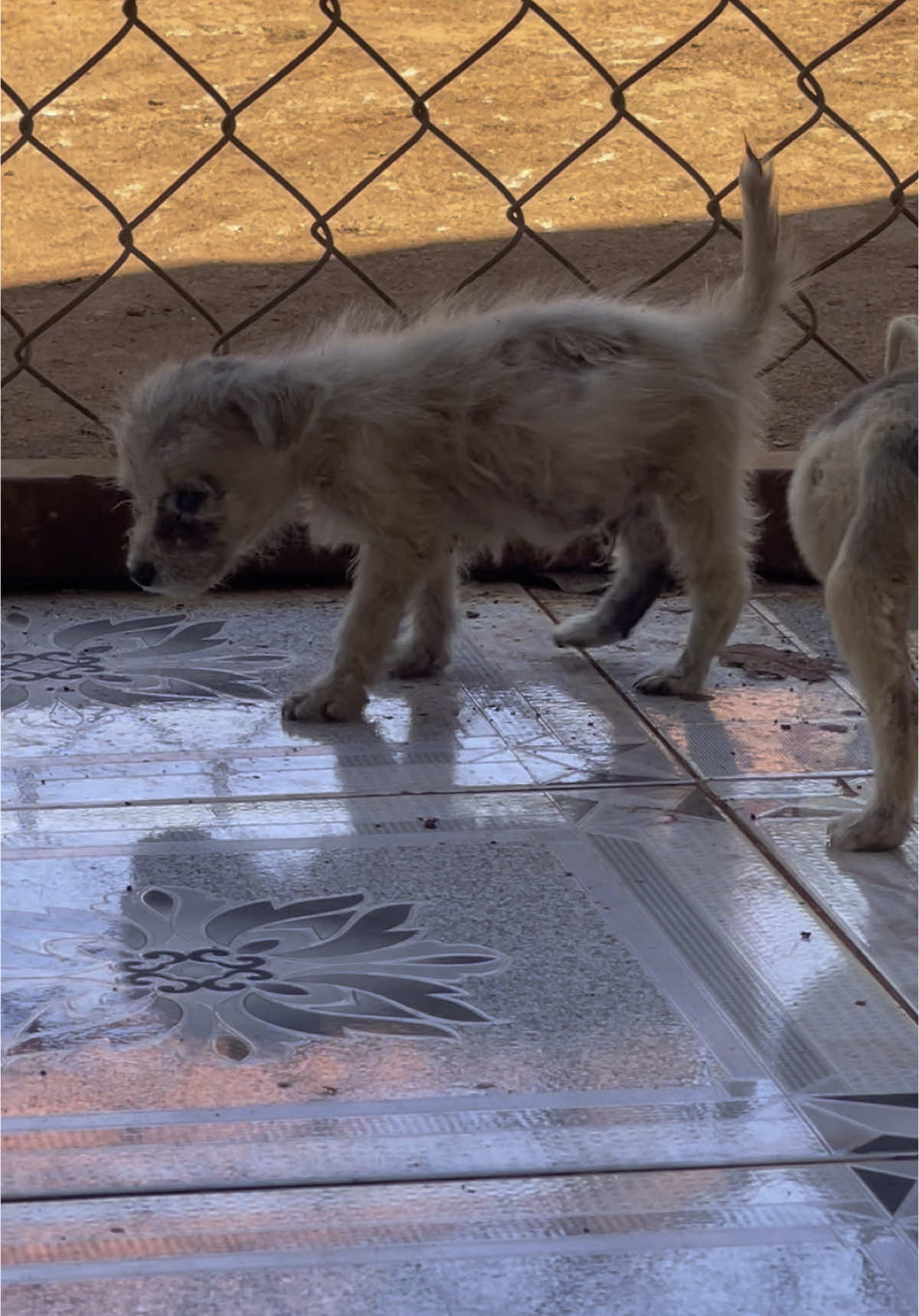 Poordog #dogvideos #dogs #dogsoftiktok 