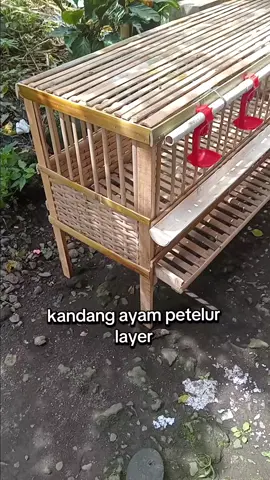 kandang ayam petelur kapasitas 5 ekor sudah di lengkapi skat dan bisa bongkar pasang desain yang simple membuat siapa saja bisa merakitnya dengan mudah. #kandangayam #kandangayampetelur #kandangbatrey #chickencoop #layercage
