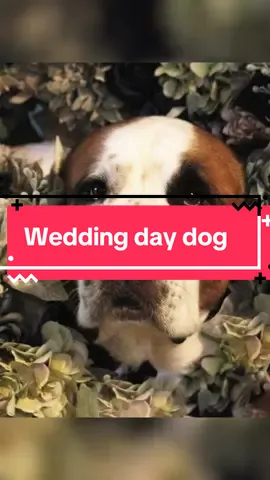 My handsome boy did so well on our wedding day with all the getting ready chaos! He looked so handsome in his suit and tie 😍😍 #souldog #weddingday #fyp #fypシ #dogsoftiktok 