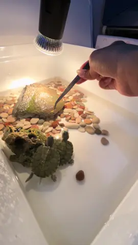 feeding time✨🐢  #kurakurabrazil #feedingtime #kurakuralovers 