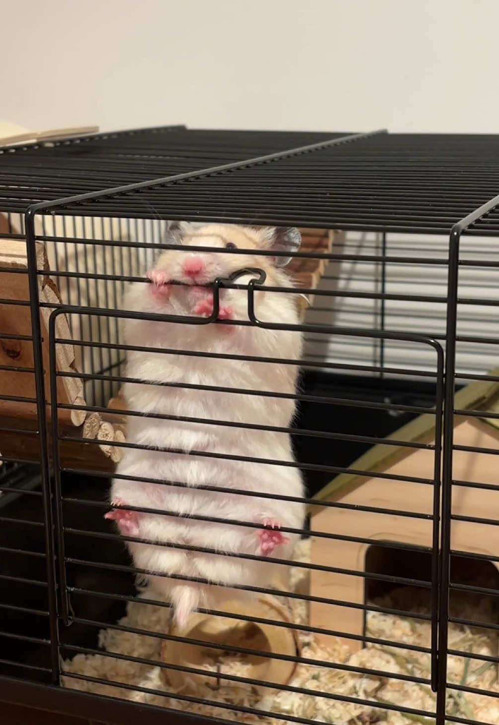 The Perfect Escape Plan😅😂 #hamster #hamster🐹 #hamsters #hamstersoftiktok #animal 
