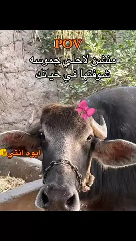 #الرتش_فى_زمه_الله💔 #شعب_الصيني_ماله_حل😂😂 