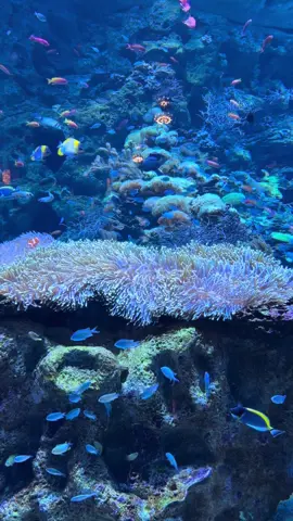 Shedd Aquarium, Chicago 