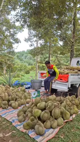 hasil panen buah durian sangat melimpah #pupukdurian #fypシ゚ #durian #thailan #pohondurianberbuahlebat 