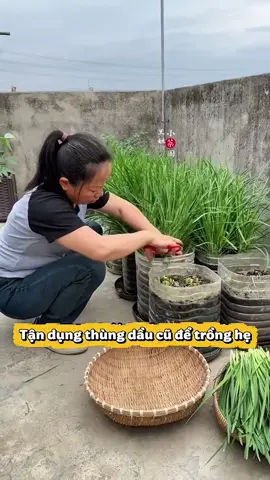 Tận dụng can dầu cũ để trồng hẹ #lamvuon #meolamvuon #nongnghiep #trongrau #trongrautainha 