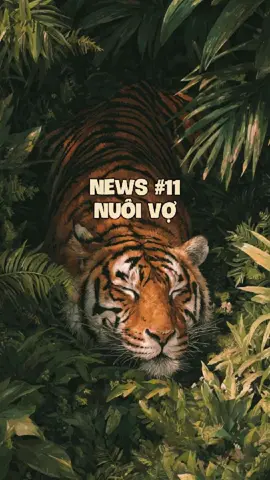 Mấy con mèo nguy hiểm hơn chúng ta tưởng #animals #pets #cuaq #quangdt1710 