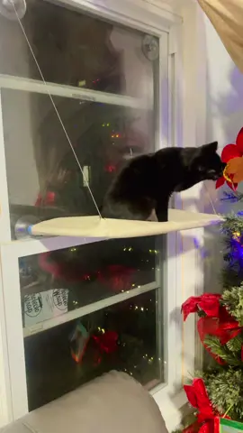 Cama de ventana para gatos #cat #mascotas #holidayhaul #tiktokshoholidayhaul 