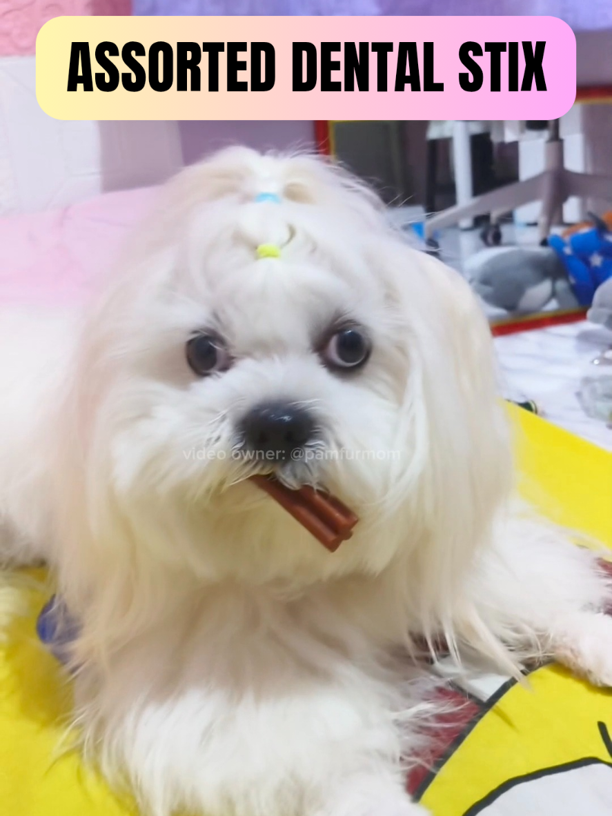 Ambango ng hininga nya pagkatapos ngatngatin itong dental sticks nya 🤭 #dentalstix #dentalsticks #dogdentalsticks #dogdentalcare 