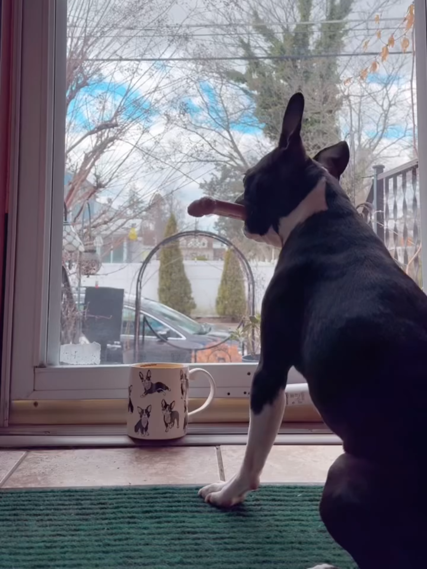 My routine every Saturday morning is to smoke a cigar, drink coffee and check out the neighborhood. #dog #dogoftiktok