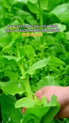 ủng hộ em  để em vượt qua khó khăn này nhé mọi người #hothihoangnhungreview #nguoimoixaykenh #xaykenhtiktok #xuhuong #xaykenh 