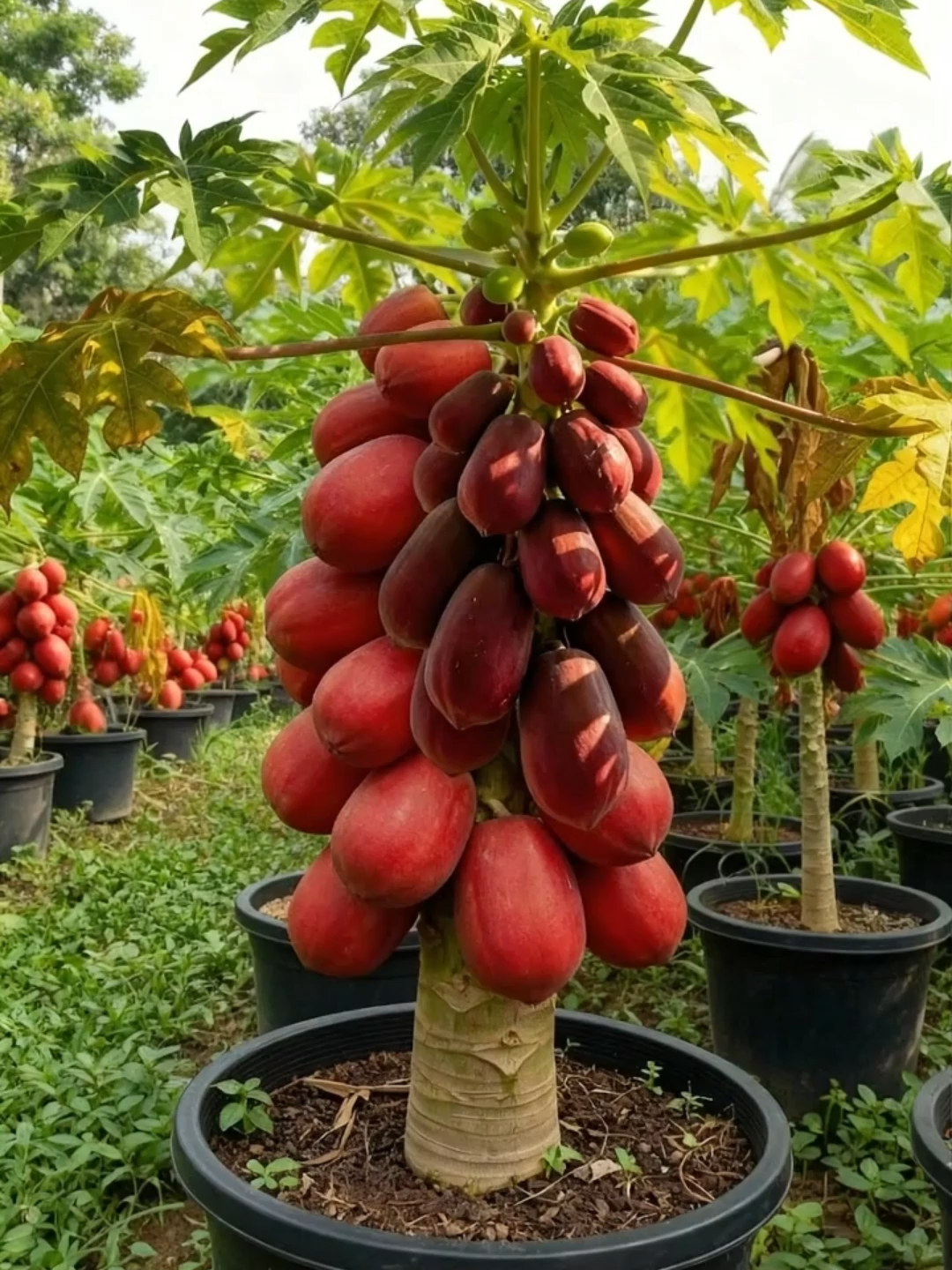 Hạt Giống Đu Đủ Đỏ Lùn Siêu Trái ( Vỏ Đỏ Ruột Đỏ )#xuhuong #hatgiong #caydudu #duduthailan