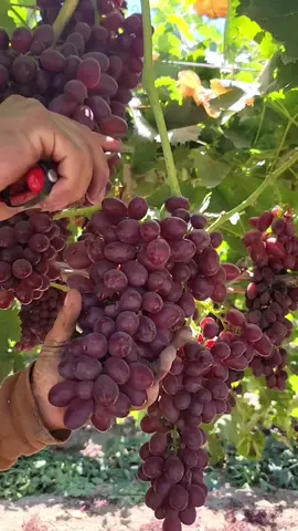 Desde primera hora del día comienza la vendimia en España 🍇🇪🇸. Trabajo honesto, compañerismo y el orgullo de cosechar uvas de calidad que forman parte de nuestra tradición. 🌱🍷 #Cosecha #Vendimia #Uvas #TrabajoAgrícola #España