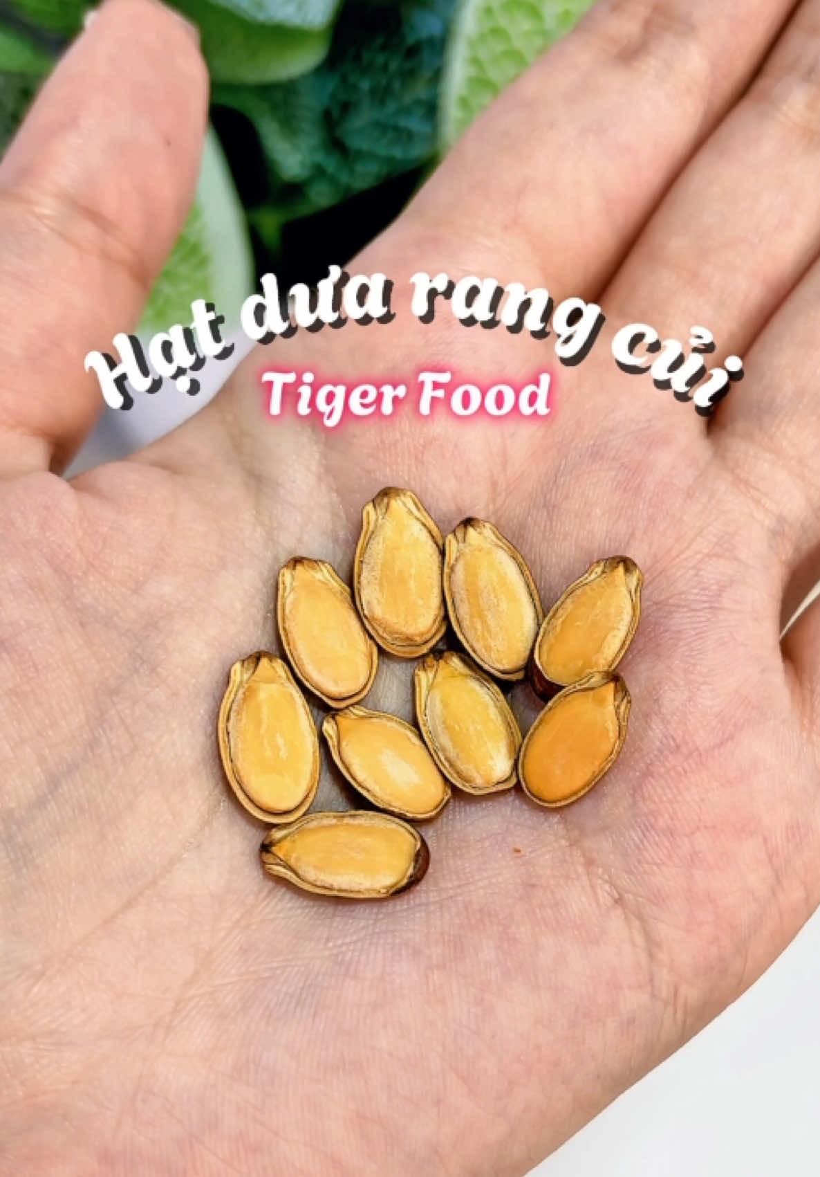 Hạt dưa rang củi loại 1 Tiger Food #hatdua #hatduarangcui #tigerfood #hatduarangmoc #xh 