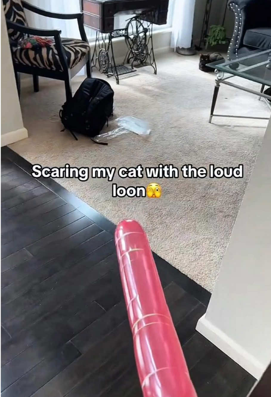 #cats #funnycat #catsoftiktok #interesting #us 