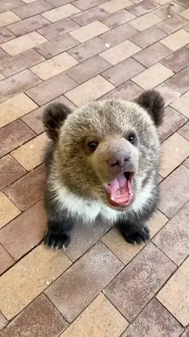 Bear#bear #beard #animes #lovely #cute 