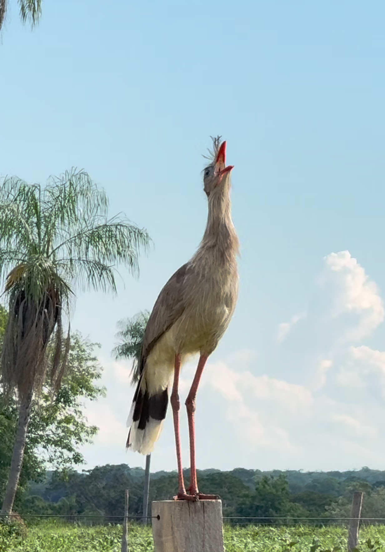 O belo canto da seriema 