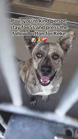 KEKE – SCHEDULED FOR EUTHANASIA TODAY DEC 18 @ 2PM 🚨 Keke is only two years old — still so young, still full of life — and today he is scheduled to die. An incredibly sweet Dutch Shepherd boy whose only crime is ending up in an overcapacity shelter at the wrong time. When I visited Keke, he immediately came forward, hopeful and gentle. He leaned in for attention, took treats softly, and watched me with kind, trusting eyes. There was no fear, no aggression — just a good dog who wanted connection, who wanted to be seen. The kind of dog people search years for, sitting quietly behind kennel doors with a clock ticking down his life. Keke is labeled “urgent medical” for a treatable kennel cough/URI and is already on medication. He is not suffering. He is simply running out of time. This is what overcrowding looks like — sweet, adoptable dogs being discarded because there is no space left. Please share Keke everywhere. Please let someone see him before it’s too late. He deserves so much more than this ending #doglovers 