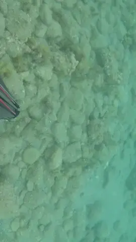 Il polpo sta tranquillo nella sua tana, tu fai apnea… e chi ride per ultimo, vince #spearfishing #passion #polpo #octopus #sea 