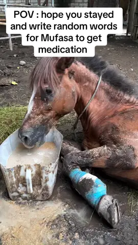 Medication is highly needed for mufasa for him to get back on his feet #horseslaughterawareness #rescue #americanhorse #horseriding 