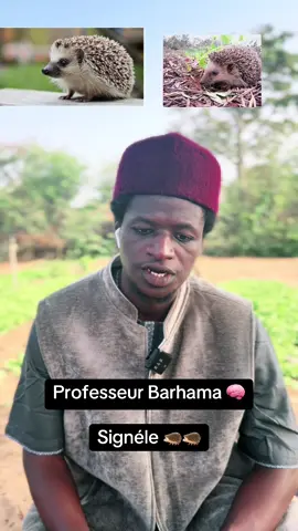 Professeur Barhama 🧠 Hérisson 🦔 et ses miracles 