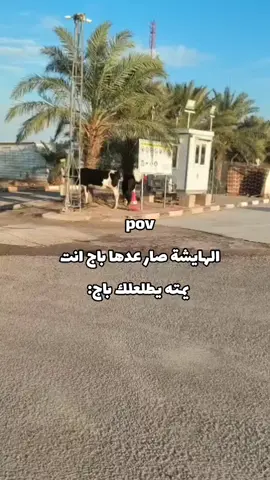 طركاعة وعلي😂😂#حقل_مجنون_النفطي #الرميلة #الشعب_الصيني_ماله_حل😂😂 #fyppppppppppppppppppppppp #هايشة 