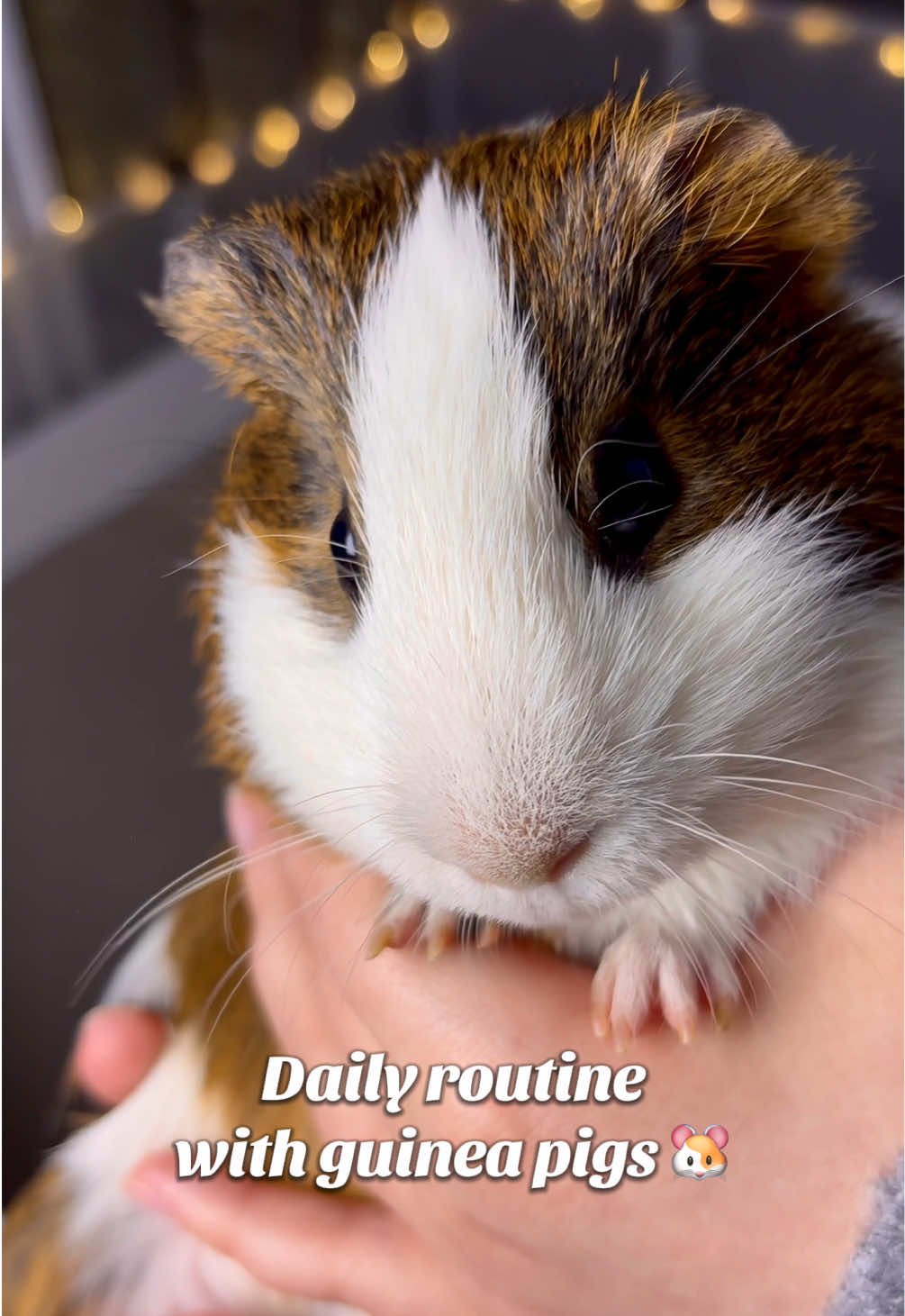 Cleaning and food 🐾🤎 #guineapigs #asmr #DailyRoutine #guineapigsetup #cleaningcage 