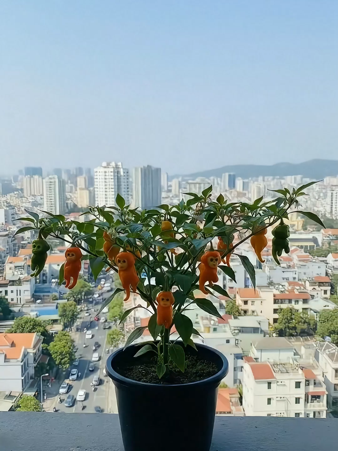 5 gói hạt ớt khỉ tứ quý 5 màu#xuhuong #otkhituquy
